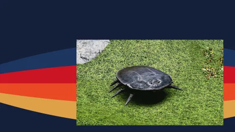 A flat beetle I found in Eridani that I kept as a pet named Jerry. Present in all my playthroughs.