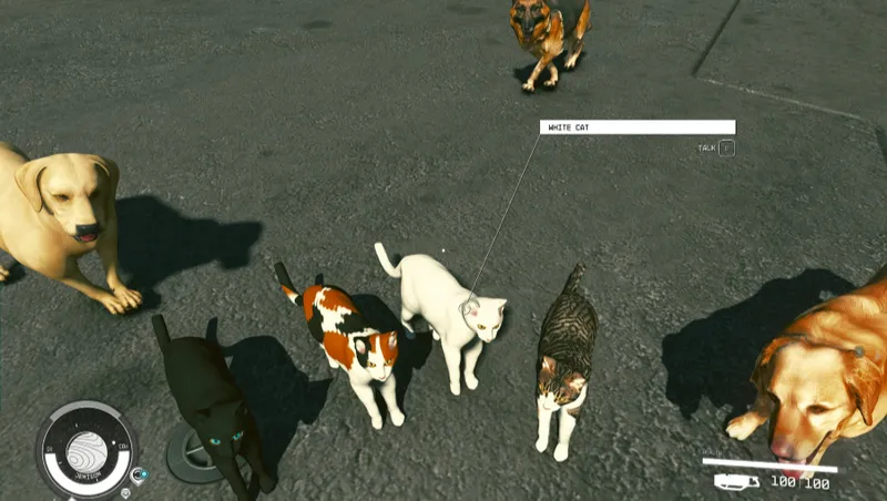 Dogs N Cats